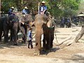 Chiang Mai P0181 Maetaman Elephant Camp